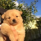 aikiri onlyfans leaked picture 1