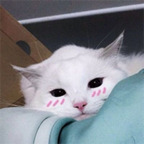 ambien OnlyFans Leak 

 profile picture