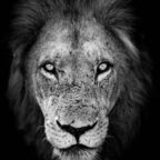 Download avianmeat004 OnlyFans content for free 

 profile picture