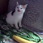 New @bigcatdog leak Onlyfans videos free 

 profile picture