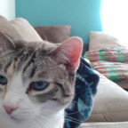 elsacat OnlyFans Leaks 

 profile picture