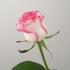 New @erotic_elea leaks Onlyfans content for free 

 profile picture