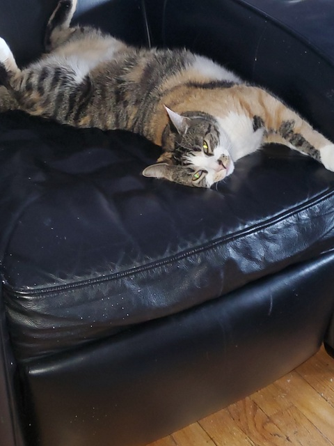 funkee_cold onlyfans leaked picture 1