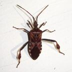 Hot @greasylovesyou leaks Onlyfans videos for free 

 profile picture