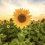 Onlyfans free content hoefordaysss 

 profile picture