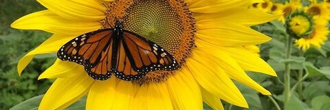 honneyybeeee onlyfans leaked picture 1