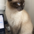 justmadzz (Rafiki) free OnlyFans Leaked Pictures and Videos 

 profile picture