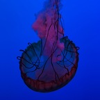 kellymabe27 (Kelly mabe) OnlyFans Leaked Content 

 profile picture