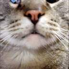 View kitcatmeowston (Kit Cat) OnlyFans 49 Photos and 32 Videos leaks 

 profile picture