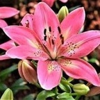 View lovinglily3 (lovinglily) OnlyFans 49 Photos and 32 Videos leaked 

 profile picture