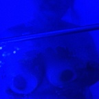 View luscious_hazel OnlyFans content for free 

 profile picture