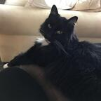 mittens (u2199065) free OnlyFans Leaked Pictures & Videos 

 profile picture