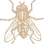 modelindiviudal (Model Individual) OnlyFans Leaks 

 profile picture