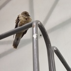 sickaf OnlyFans Leaked 

 profile picture