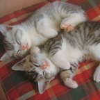 Get Free access to teru_jpn (teru_jpn_hairyguy) Leaked OnlyFans 

 profile picture