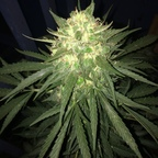 View the_kanaka OnlyFans videos and photos for free 

 profile picture