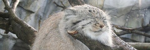 thesnakeinthegrass onlyfans leaked picture 1