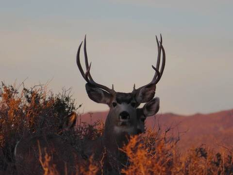 whitneylove44 onlyfans leaked picture 1