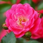 wildrose_l OnlyFans Leak (125 Photos and 122 Videos) 

 profile picture