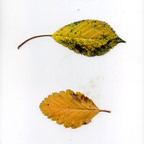 Onlyfans leak zerreitug 

 profile picture